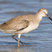 Willet